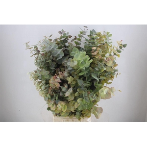 Euca Stuartiana Autumn P Bunch