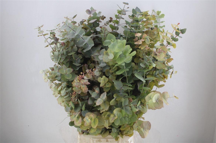 <h4>Euca Stuartiana Autumn P Bunch</h4>