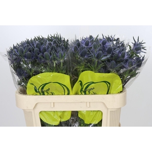 Eryngium Magical Blue Lagoon