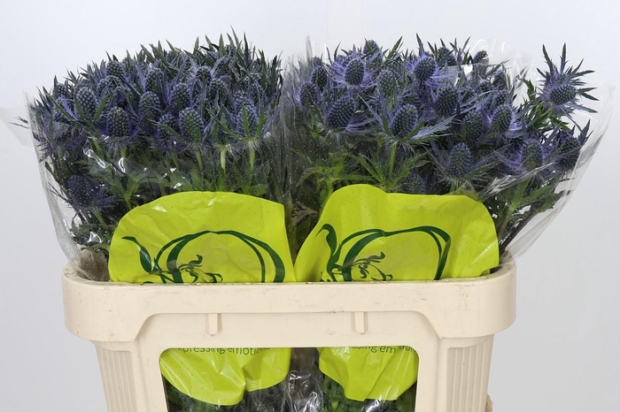 <h4>Eryngium Magical Blue Lagoon</h4>