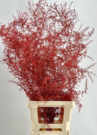 <h4>Asparagus Wild Painted Luxury Red</h4>