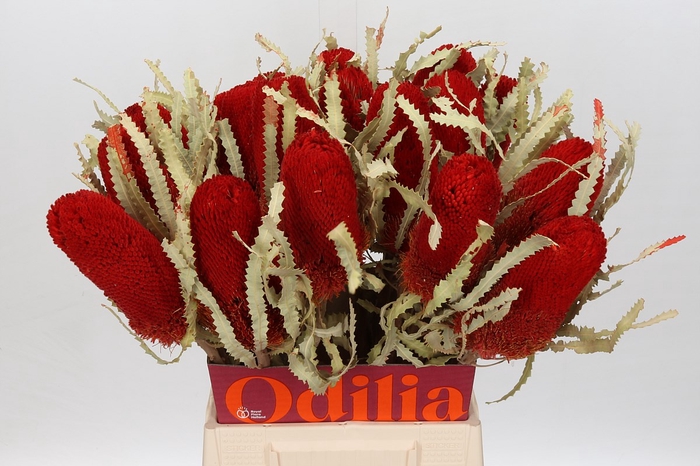 Banksia paint prionotes red