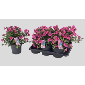 ANIS CAP EL PRINCESS