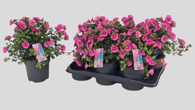 <h4>Anis Cap El Princess</h4>