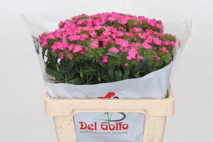 <h4>DI BA ALDO HOT PINK</h4>