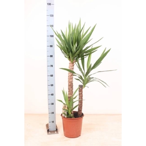 YUCCA