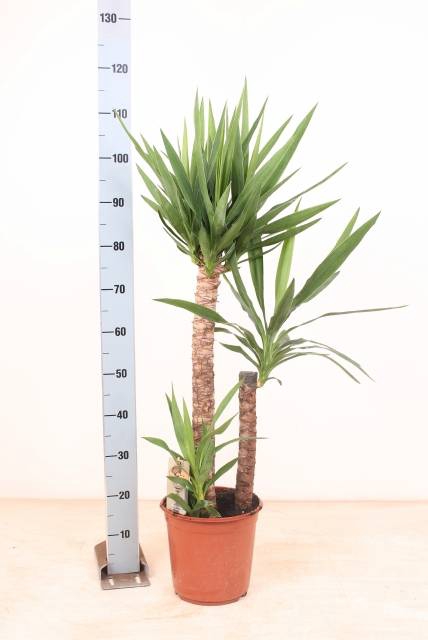 <h4>YUCCA</h4>