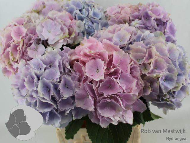 <h4>HYDR M CH VERENA BL</h4>