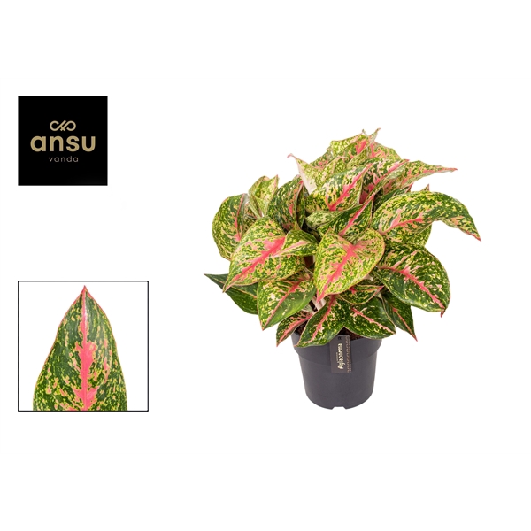 <h4>Aglaonema Avocado Red</h4>