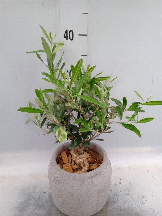 <h4>Arr.   Tuinplanten H%</h4>
