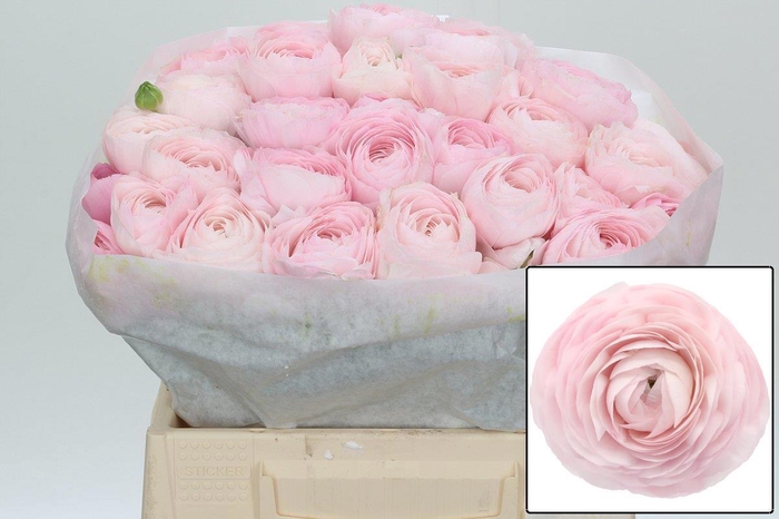 <h4>RAN SU LADY</h4>