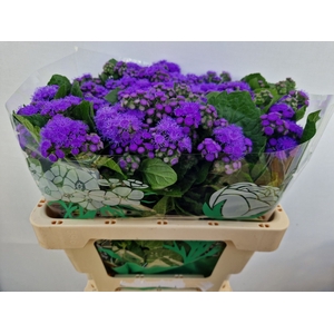 AGER H BLUE HORIZON