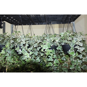 HEDERA VARIEGATO C21 MIN 50 CM PENDENTE