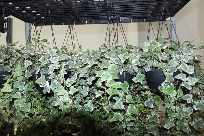 <h4>HEDERA VARIEGATO C21 MIN 50 CM PENDENTE</h4>