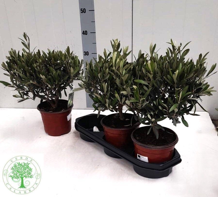 <h4>OLEA EUROPAEA</h4>