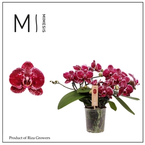 Phalaenopsis Muse Red 25+ - 12cm | Mimesis