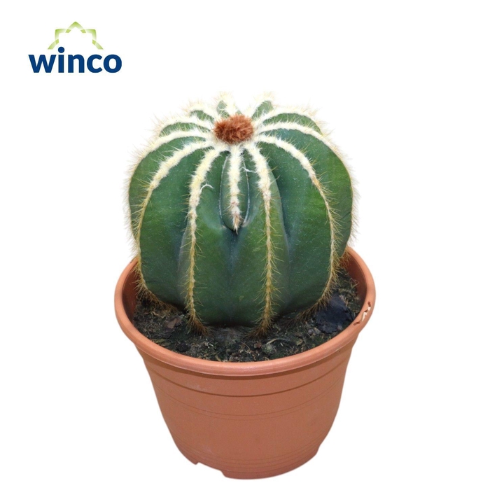 <h4>Notocactus Magnificus</h4>