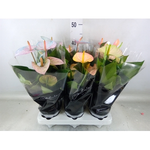 Anthurium andr. 'Cocos'