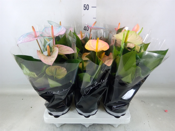 <h4>Anthurium andr. 'Cocos'</h4>