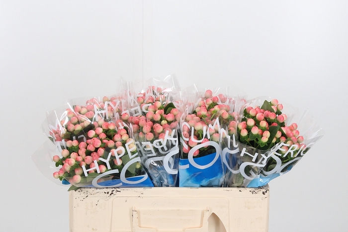 <h4>Hyp Coco Tiamo</h4>