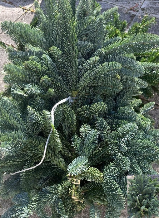 <h4>Abies Nob Blauw Bs</h4>