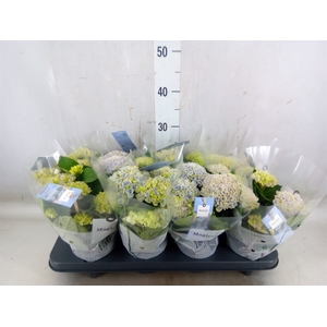 Hydrangea mac. 'Magical Revolution'