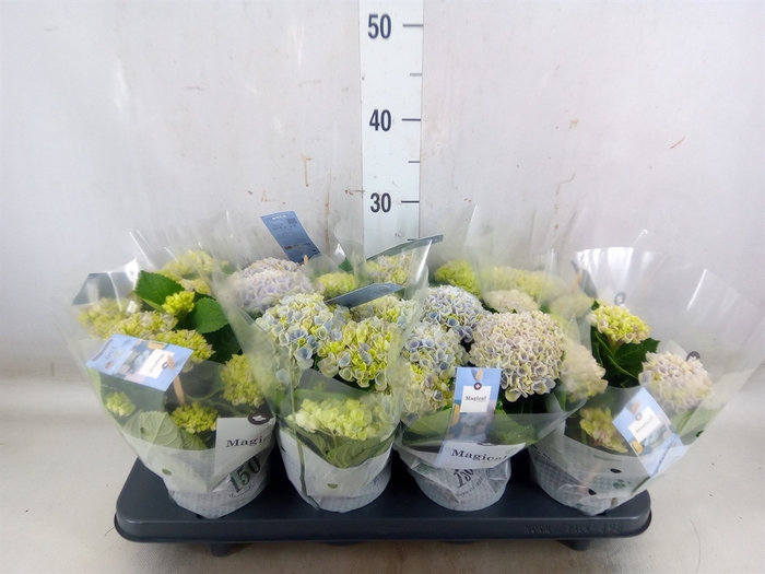<h4>Hydrangea mac. 'Magical Revolution'</h4>
