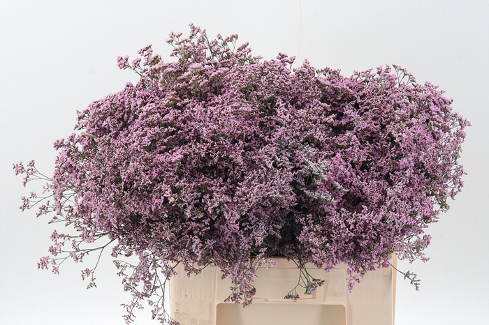 <h4>Lim Saf Oshi Pink</h4>