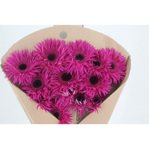 ALSTROEMERIA CORSICA 080 CM