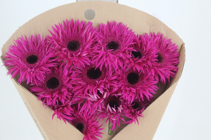 <h4>ALSTROEMERIA CORSICA 080 CM</h4>