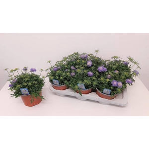 Scabiosa japonica