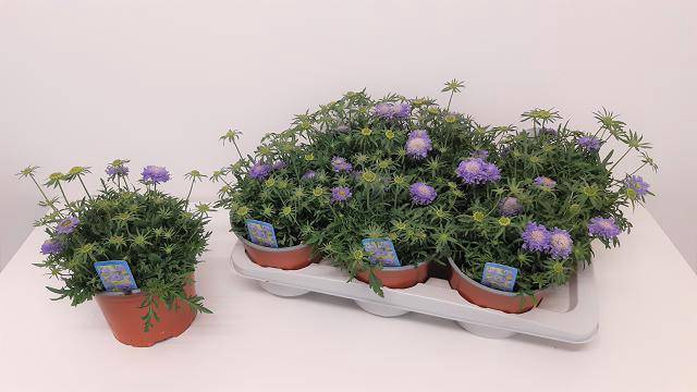 <h4>Scabiosa japonica</h4>