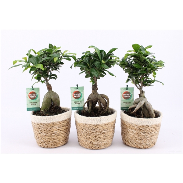 <h4>Ficus micr. Ginseng in Noah Korb</h4>