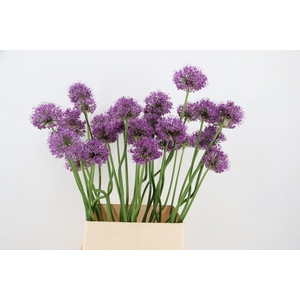 ALLIUM GLADIATOR ARTISTIC 075CM