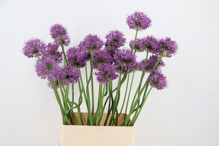 <h4>ALLIUM GLADIATOR ARTISTIC 075CM</h4>