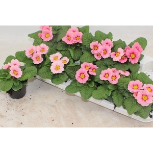 PRIM AC APFELB REVOL