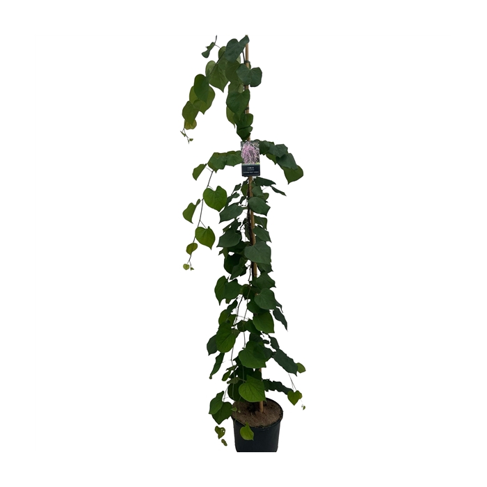 <h4>Cercis can. Lavender Twist 175-200 cm geveerd</h4>