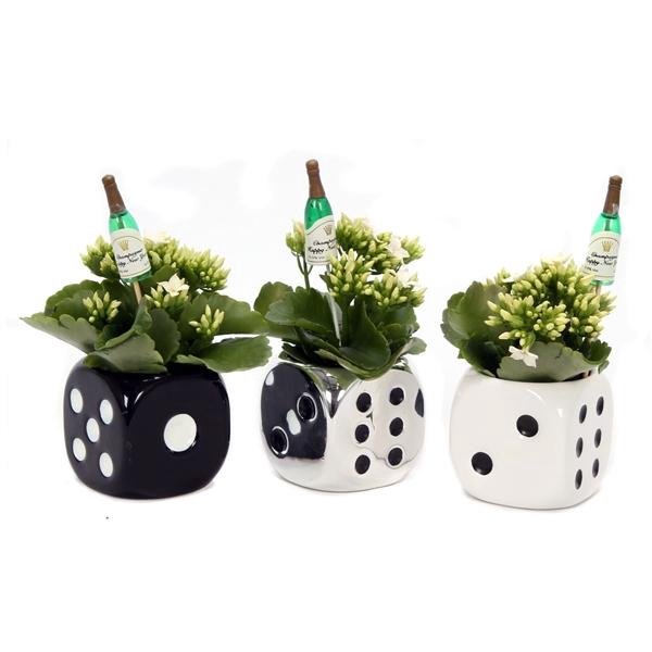 <h4>Kalanchoe dobbelsteen 6 cm met champagne fles</h4>
