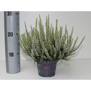 Calluna Garden Girls overig