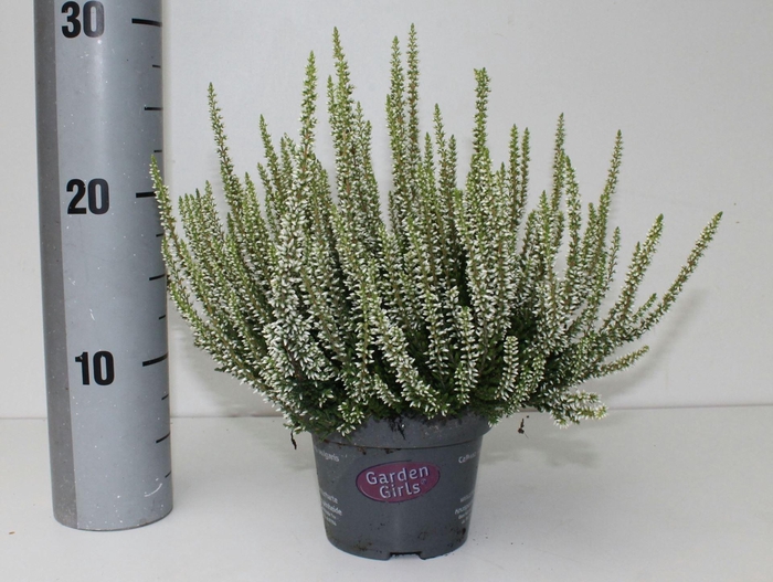 <h4>Calluna Garden Girls overig</h4>
