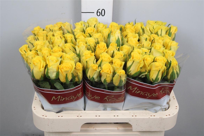 <h4>R Gr Moonwalk</h4>