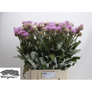 Centaurea Pulchra Major