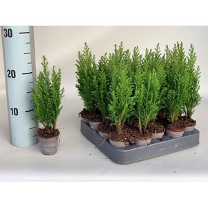 Chamaecyparis laws. 'Ellwoodii'