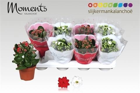 <h4>KAL GE GEM 2 KL</h4>