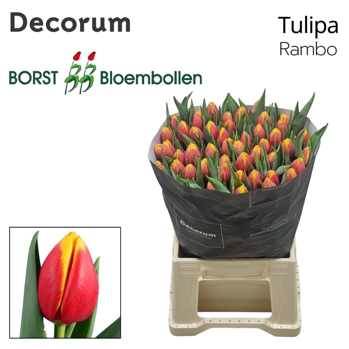 <h4>TU EN RAMBO</h4>