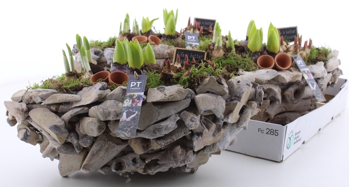 <h4>ARR BOL KNOLGEWAS</h4>