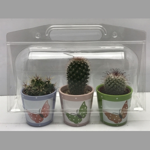 CACTUS GEM