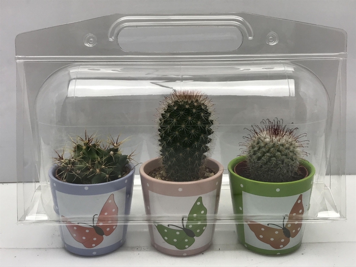 CACTUS GEM