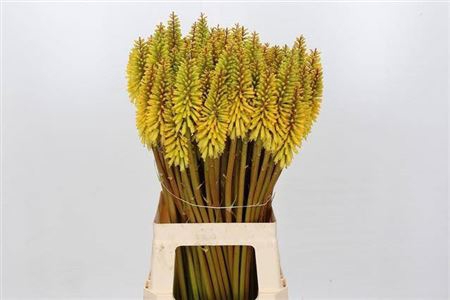 <h4>Kniphofia Eycone Yellow</h4>
