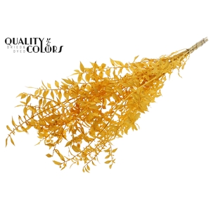 Ruscus 70cm 5 pc/bunch Bleached Apricot (2x5 bunch/poly)